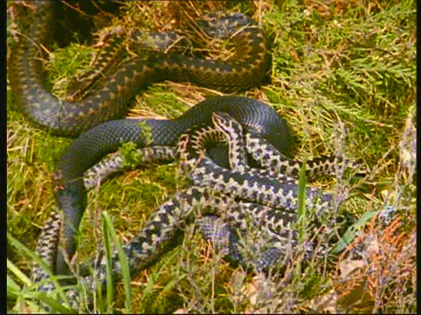 772592077 / European Adder / Snake / Sweden