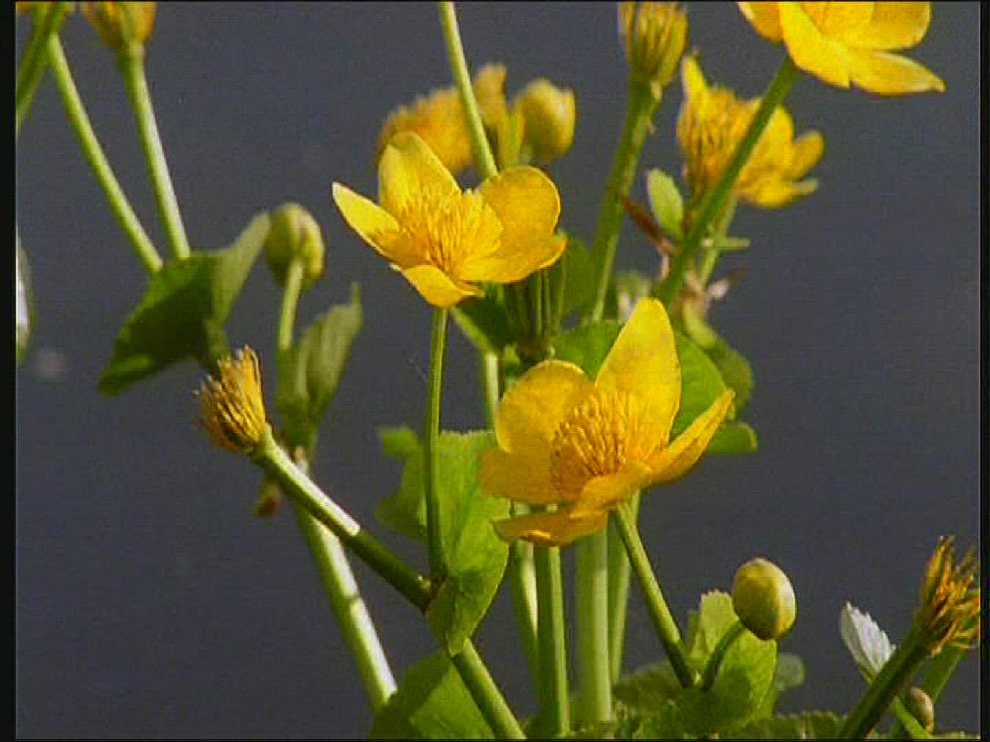 366078188 / Marsh Marigold / Lake / Poland