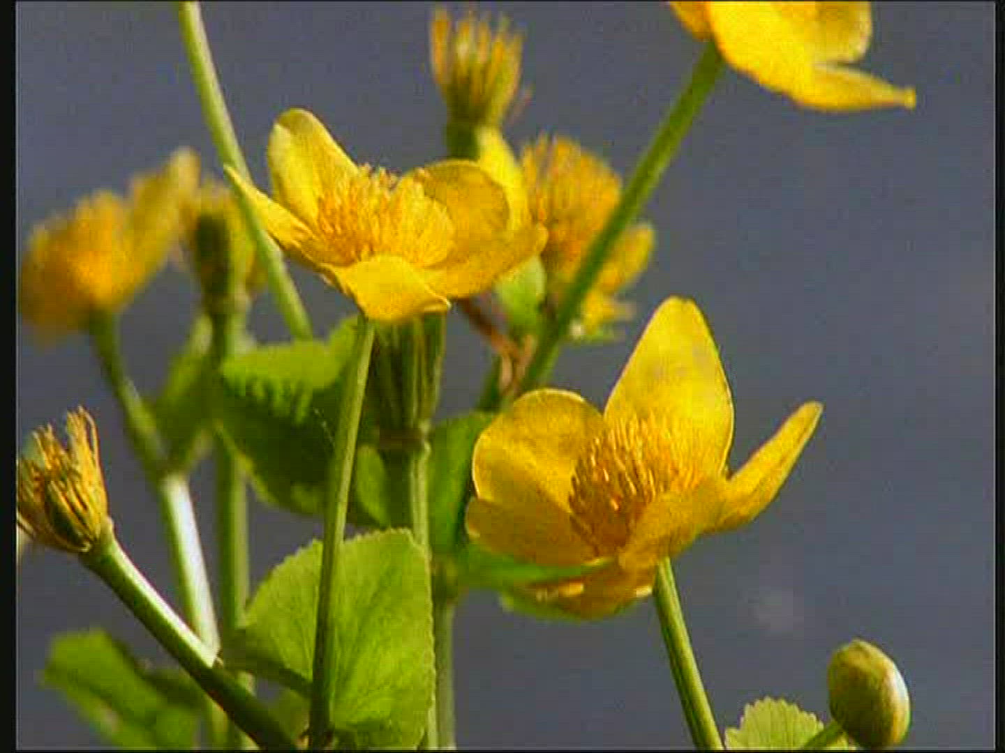 234103338 / Marsh Marigold / Lake / Poland