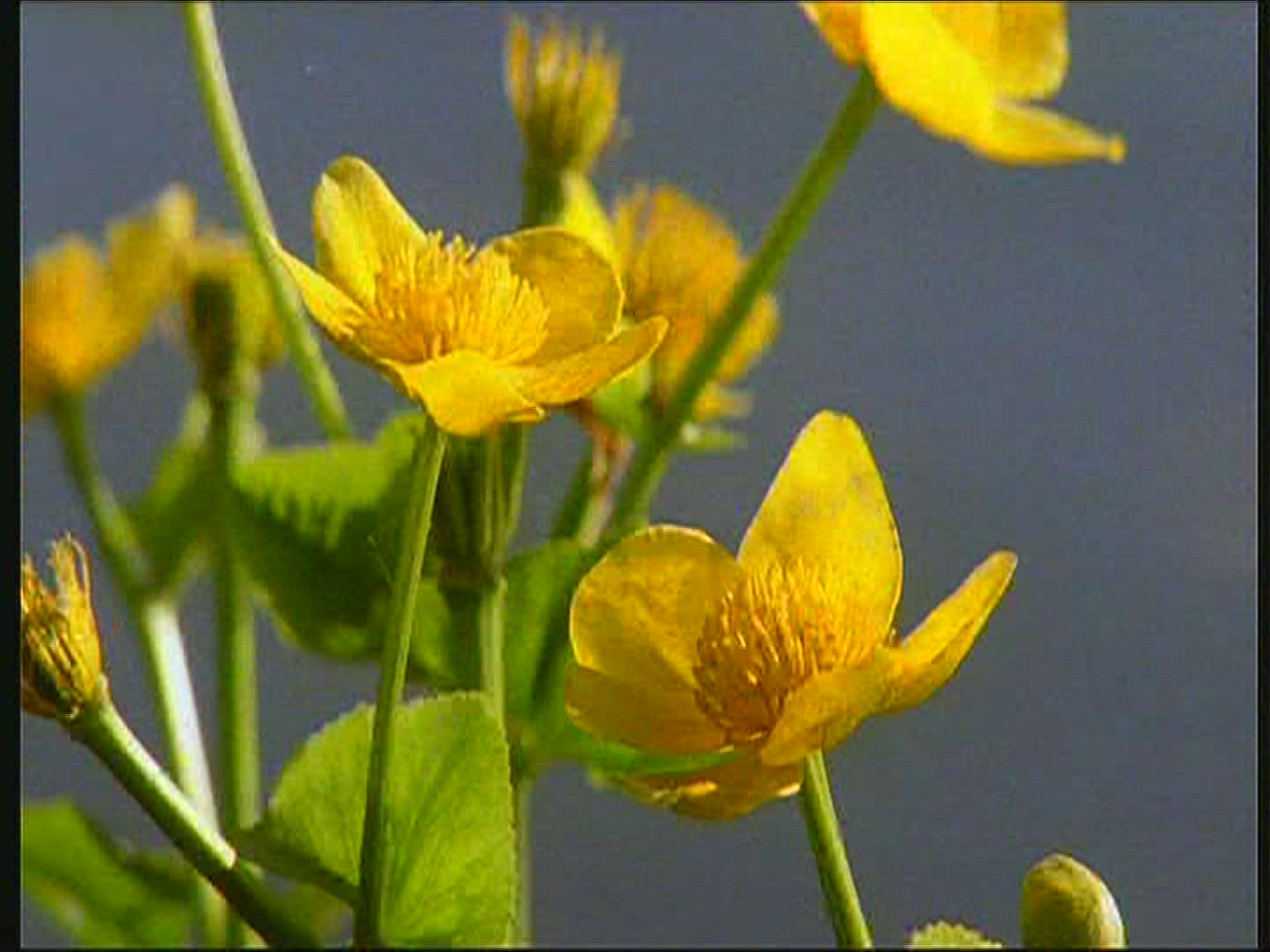 210680863 / Marsh Marigold / Lake / Poland