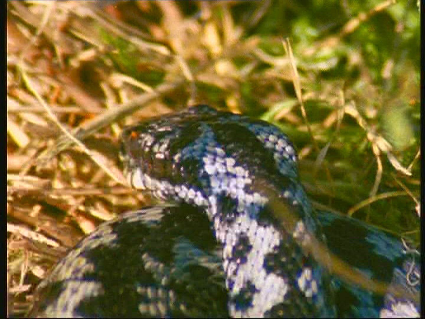 165370635 / European Adder / Snake / Sweden