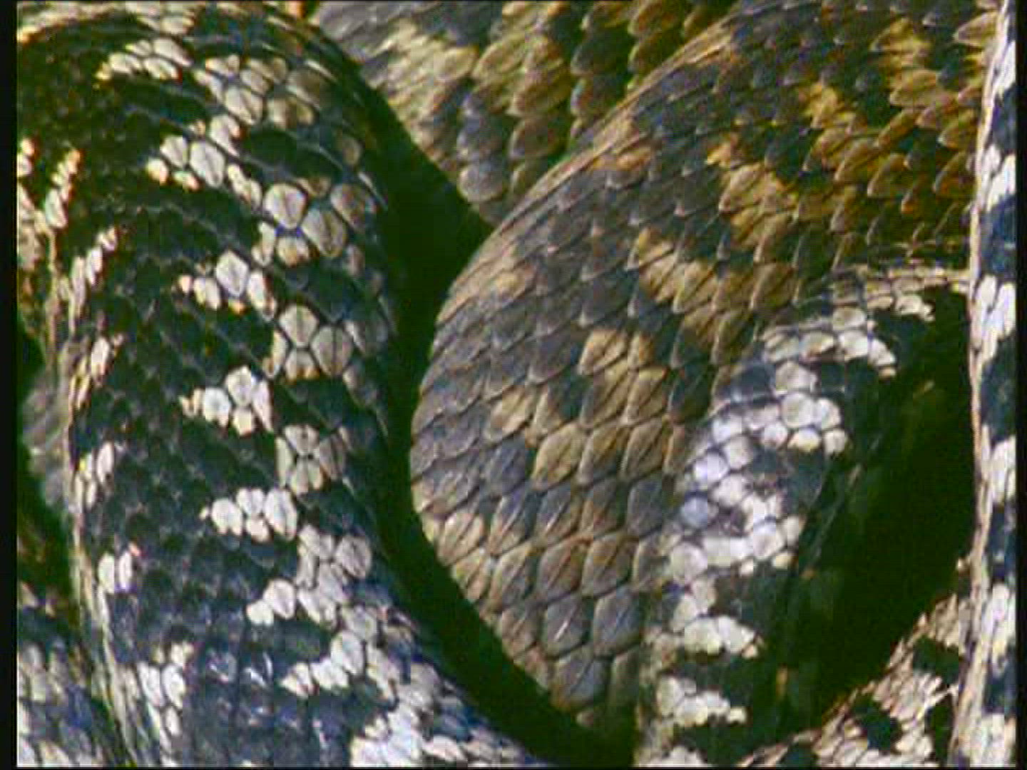 482679936 / European Adder / Snake / Sweden