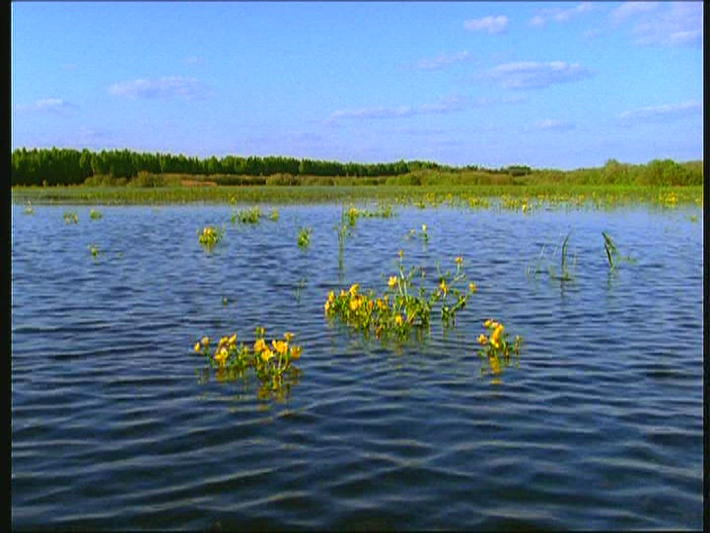 916650358 / Marsh Marigold / Lake / Poland