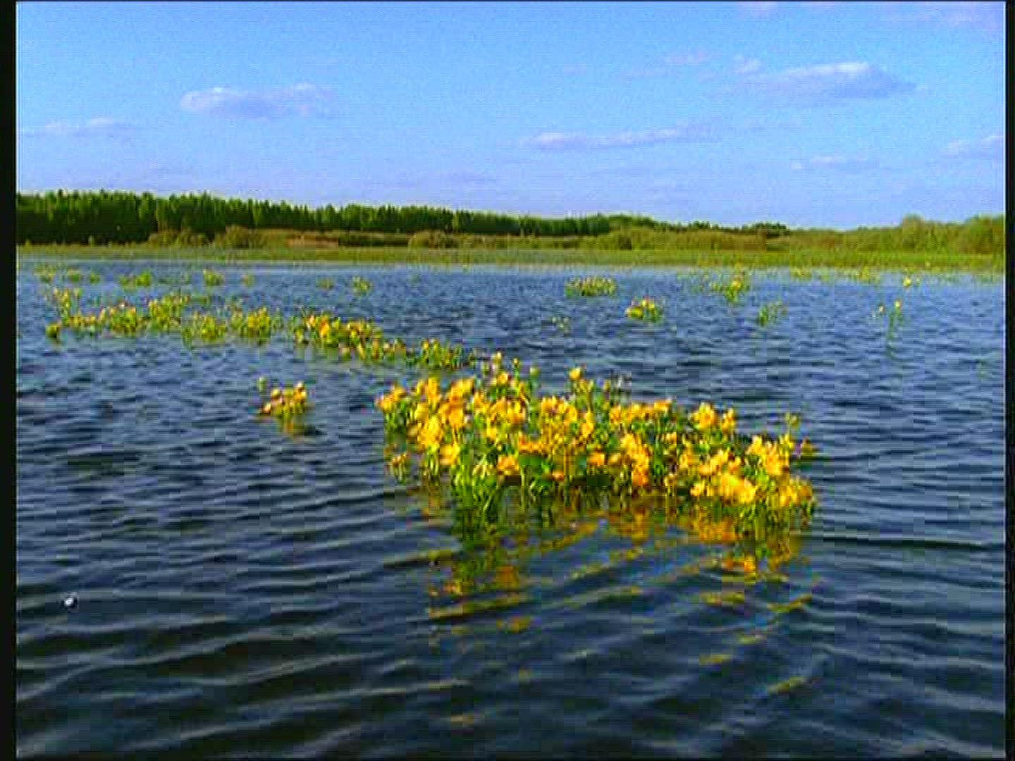 720071701 / Marsh Marigold / Lake / Poland