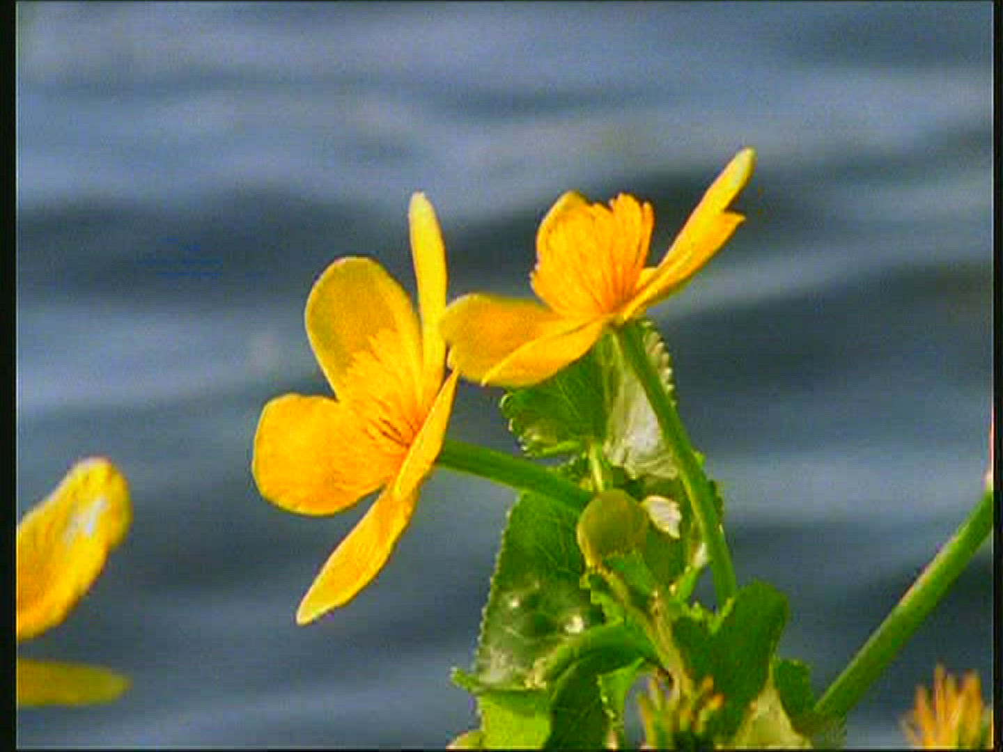 340384018 / Marsh Marigold / Lake / Poland
