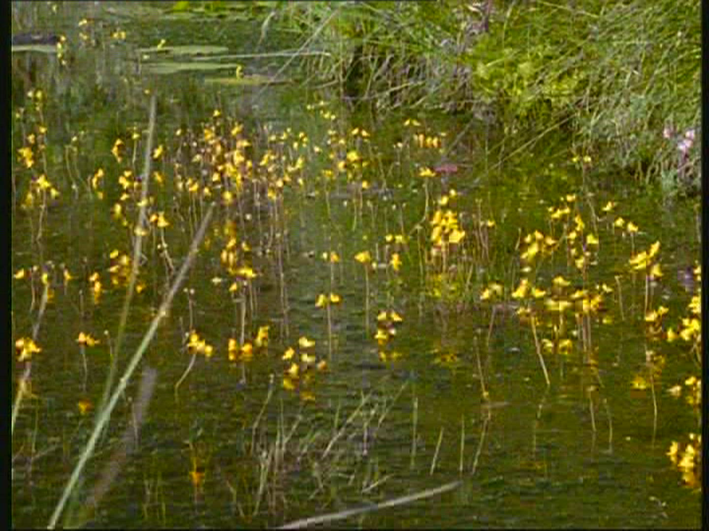 850884047 / Carnivorous Plant / Germany