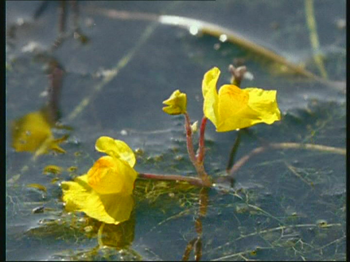 469658141 / Carnivorous Plant / Germany