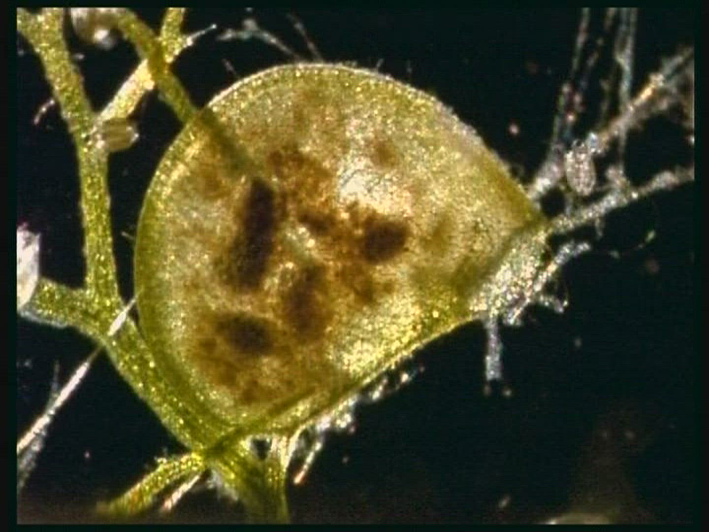940803955 / Carnivorous Plant / Germany