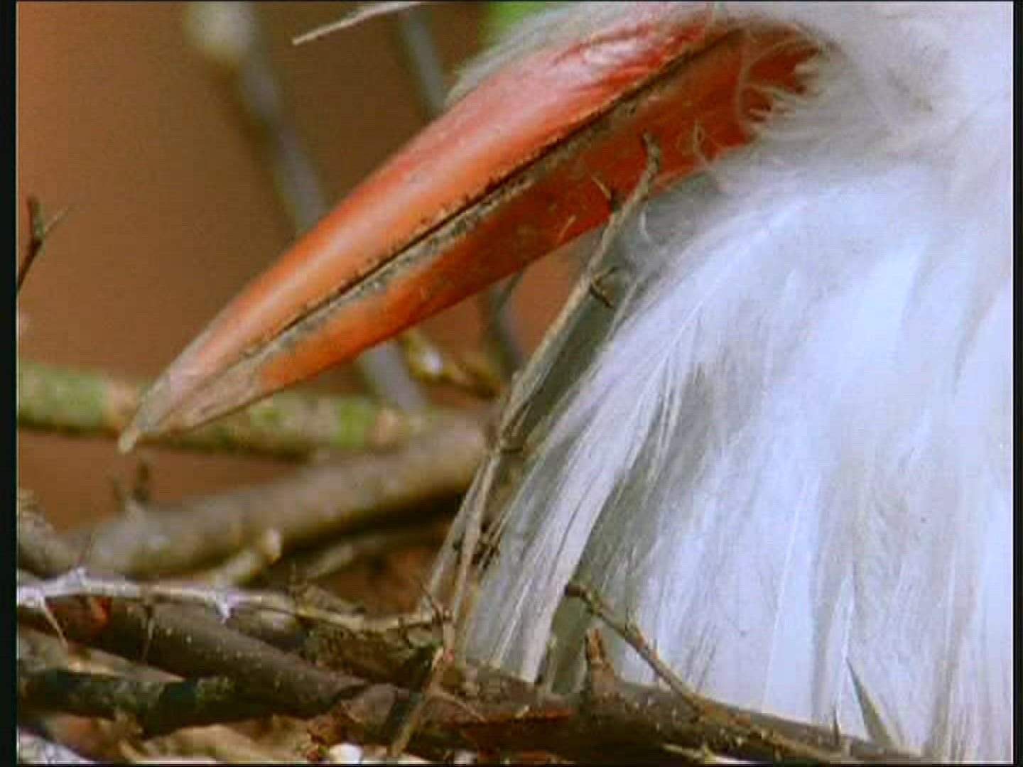 175708931 / White Stork / Eyrie / Poland