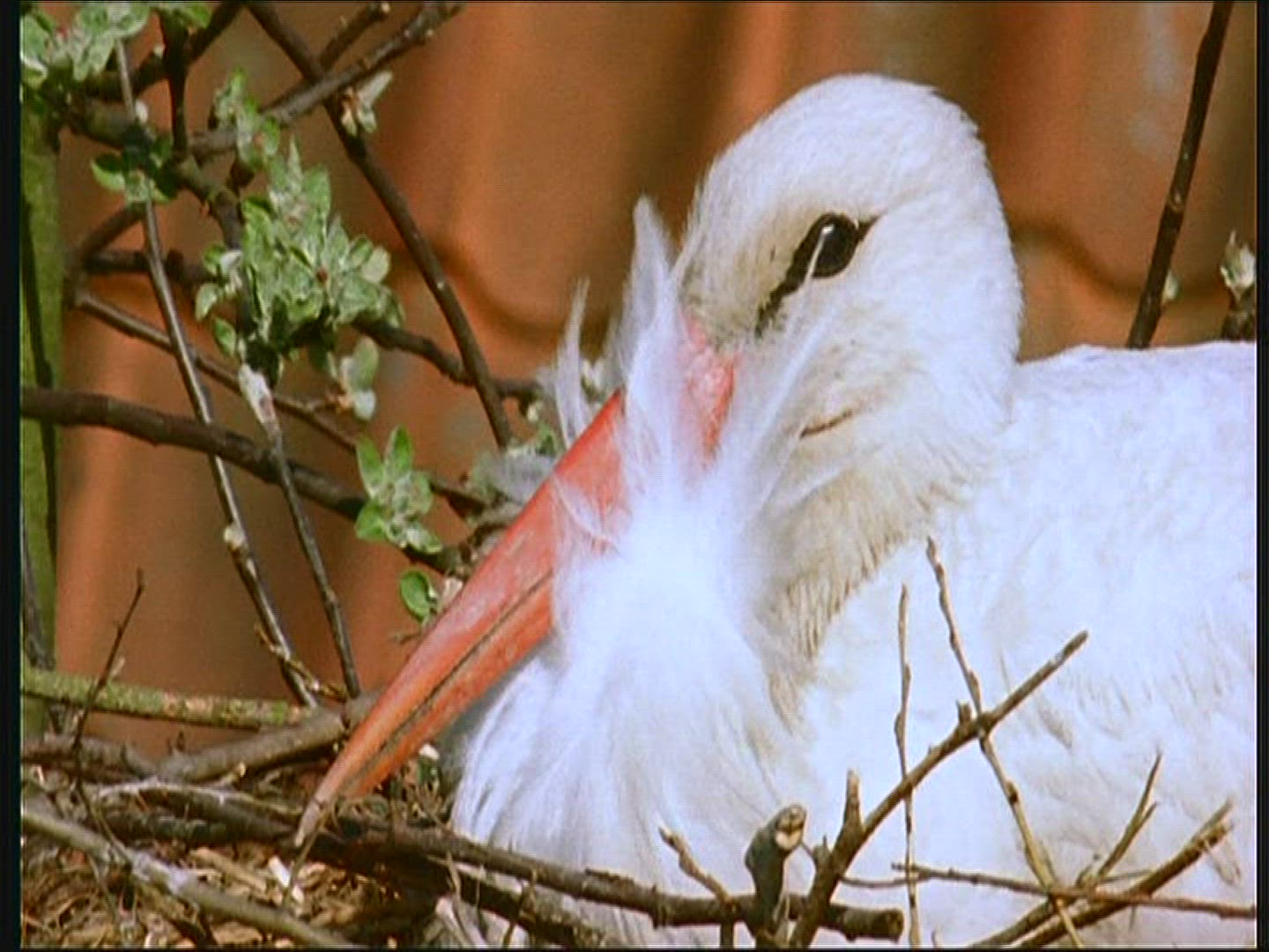 379015572 / White Stork / Eyrie / Poland