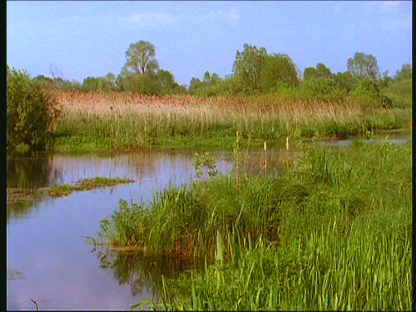 577981878 / Reed / Stream / Poland