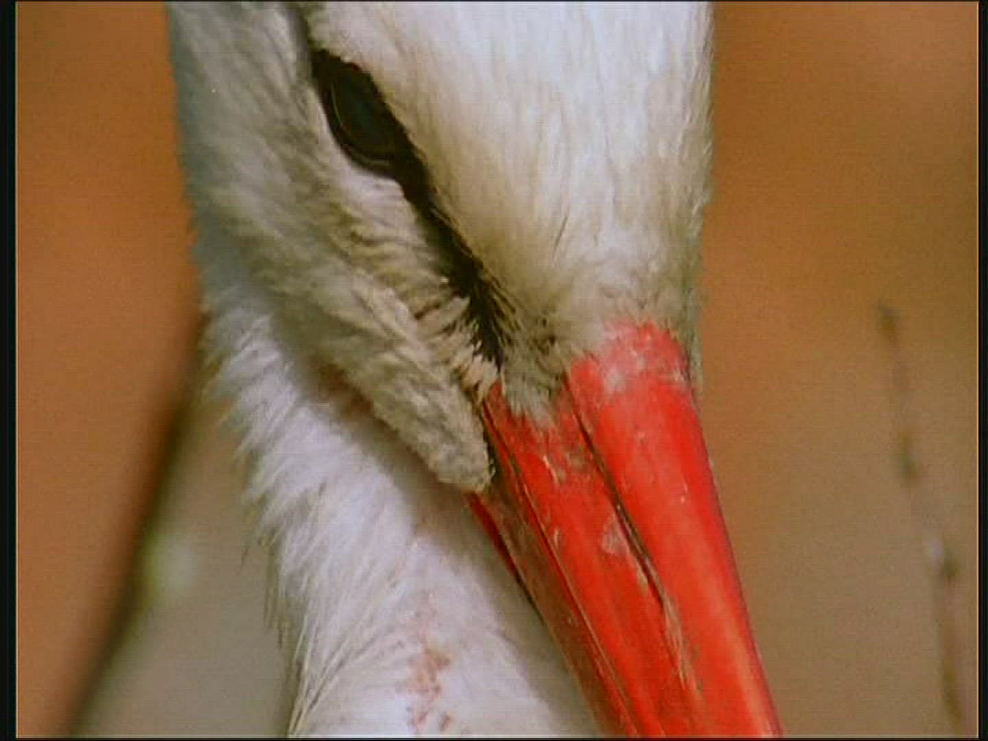 907329648 / White Stork / Eyrie / Poland