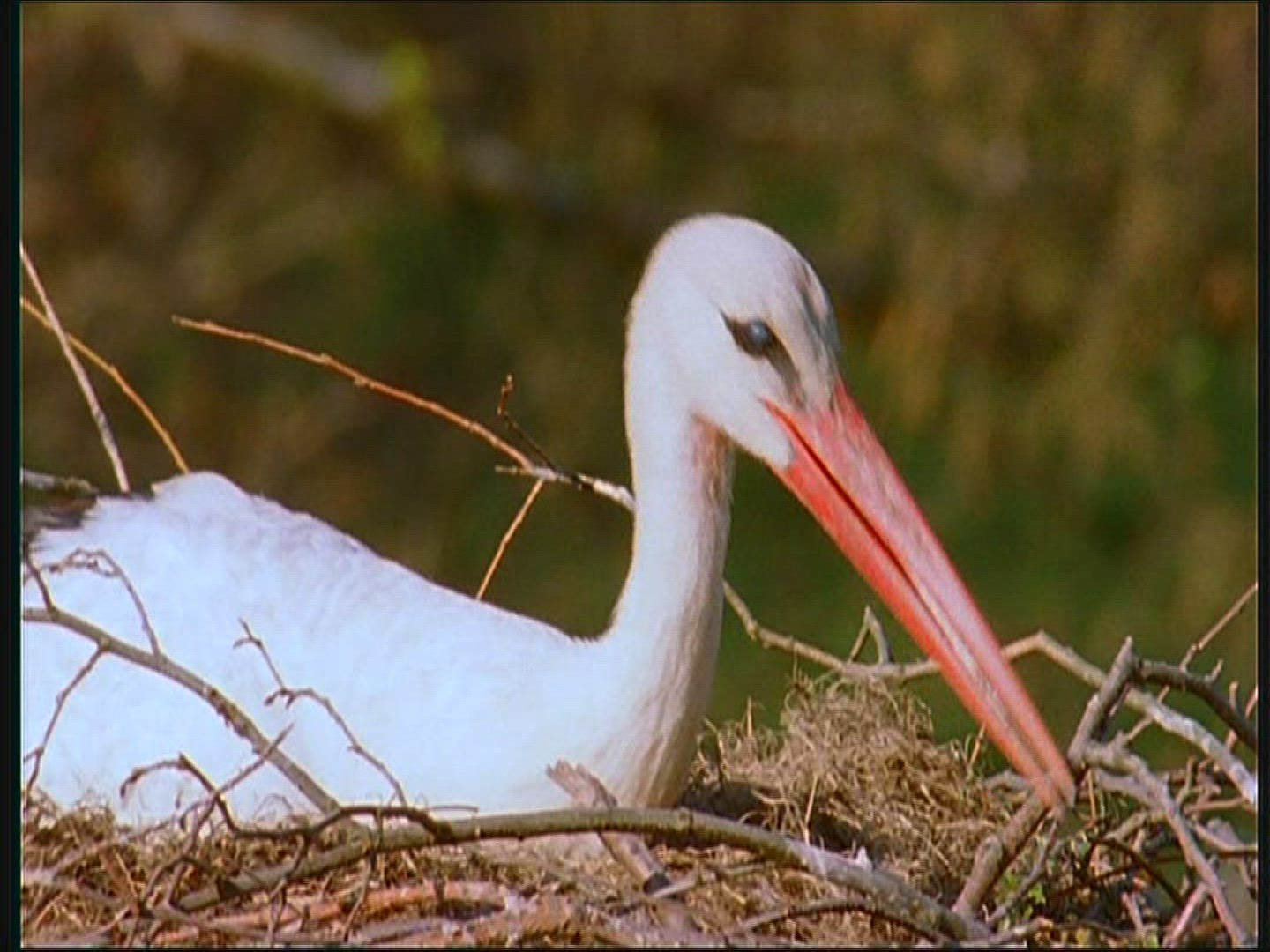 941373393 / White Stork / Couple / Eyrie / Poland