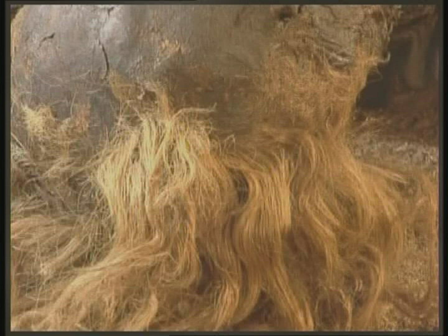 309767674 / Bog Body / Germany