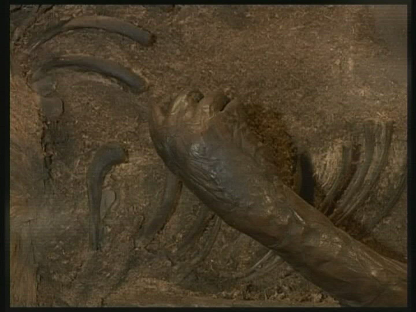 617031579 / Bog Body / Germany