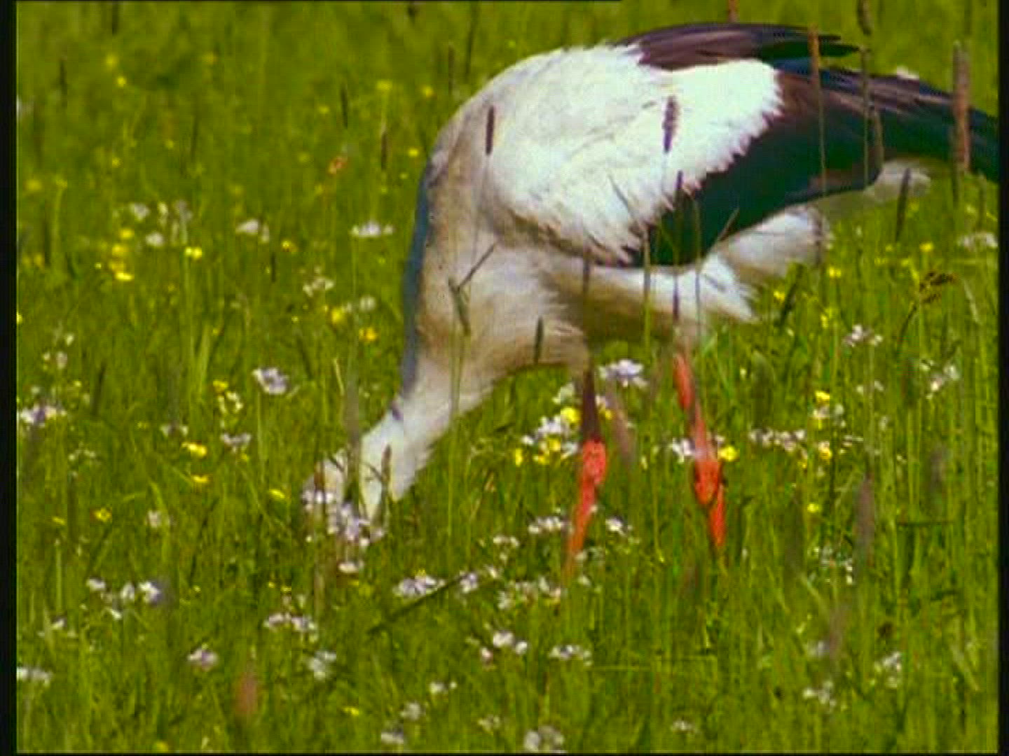 816840468 / Bird / Biebrza / Poland