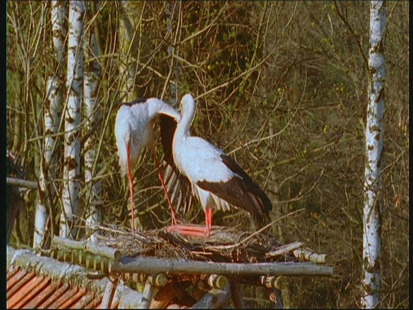 577352469 / White Stork / Couple / Eyrie / Poland