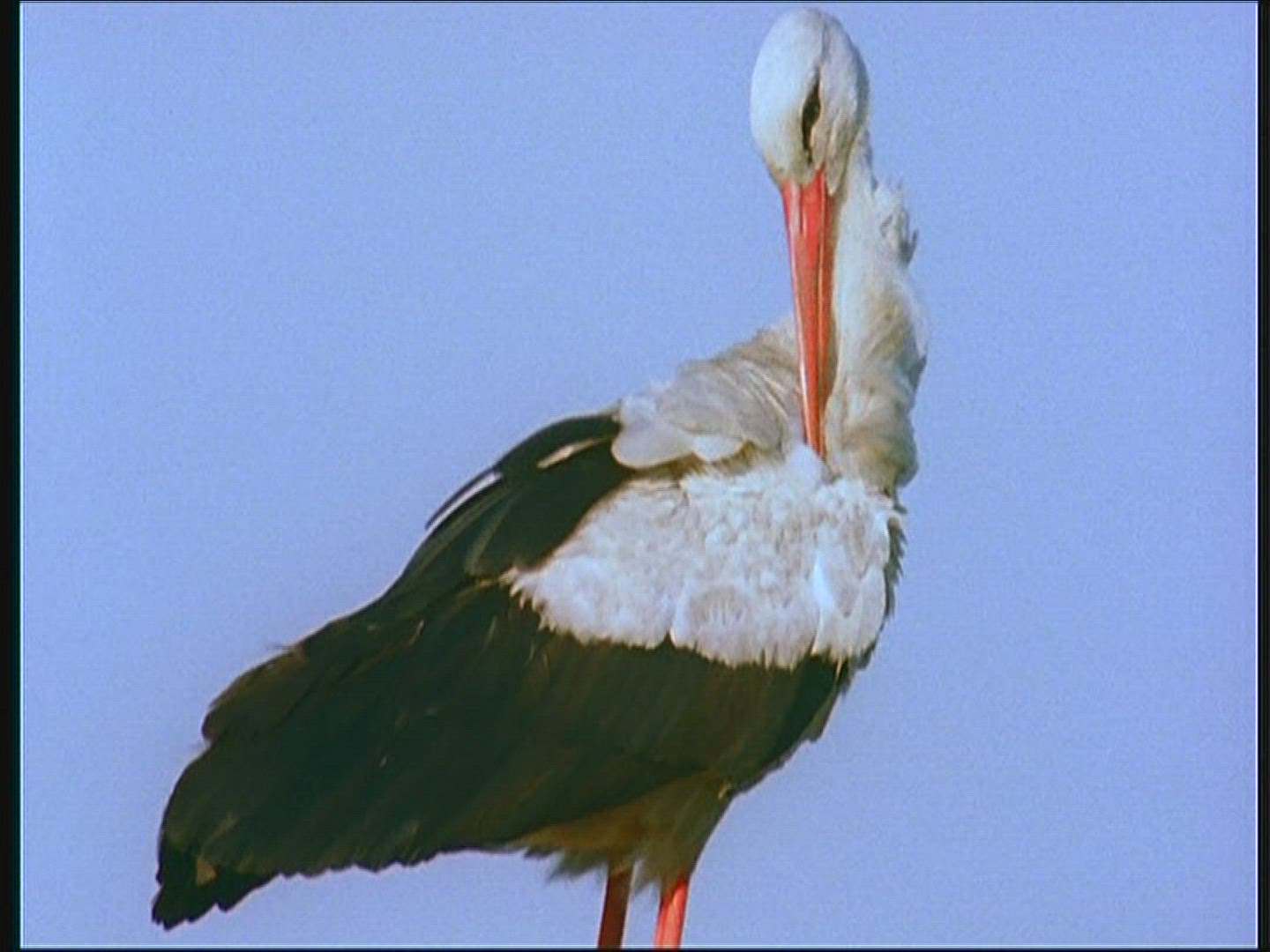 655529883 / White Stork / Couple / Roof / Poland