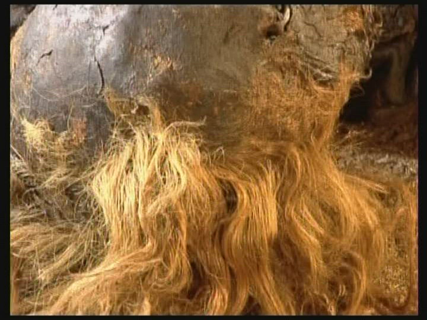 903378820 / Bog Body / Germany
