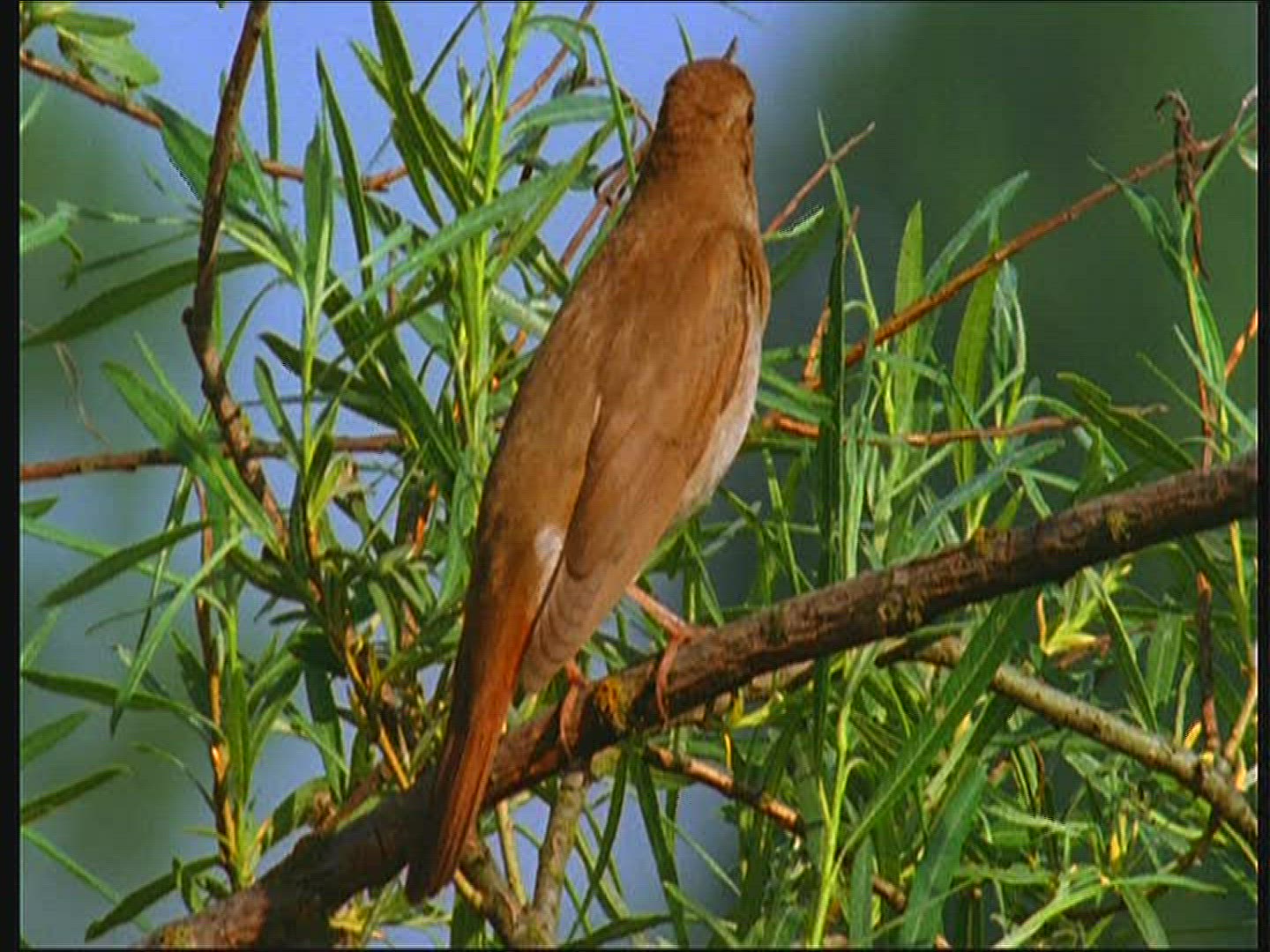 512359059 / Thrush Nightingale / Singing / Poland