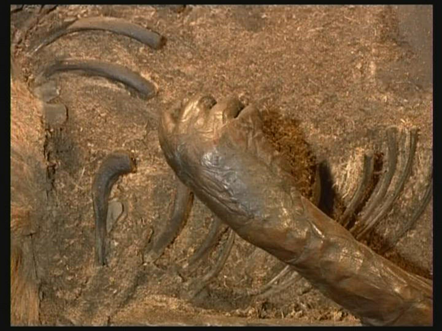 725492365 / Bog Body / Germany