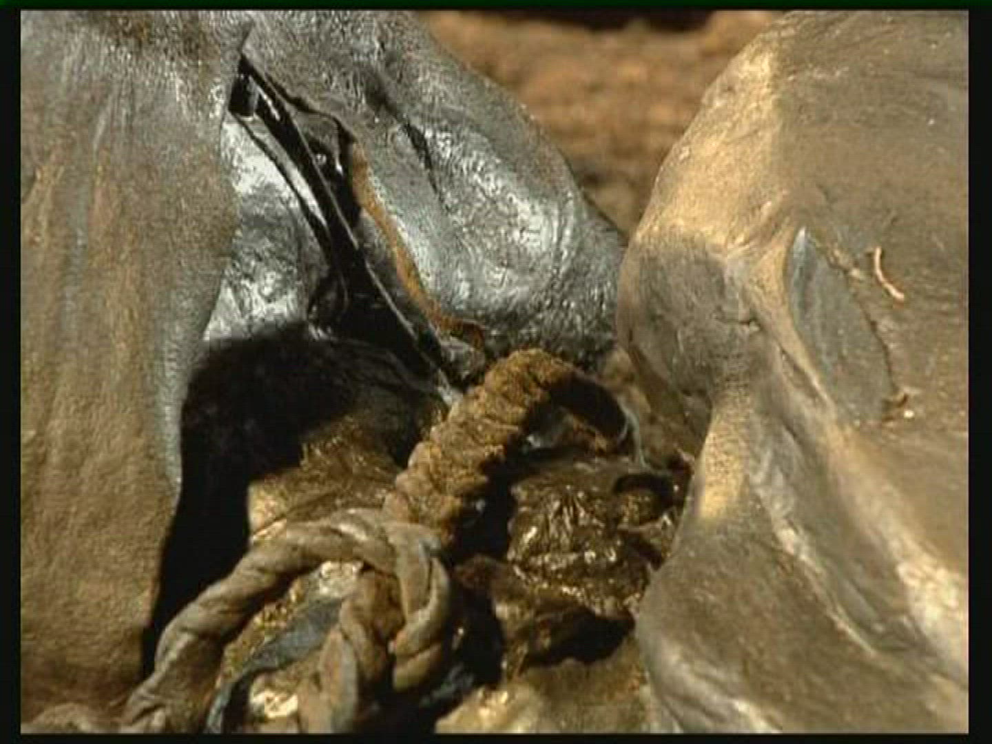 402115806 / Tollund Man / Bog Body / Denmark