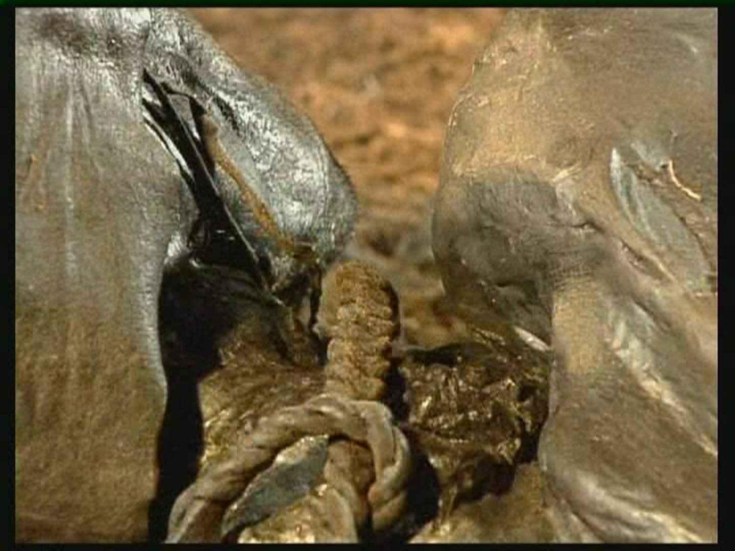 644994059 / Tollund Man / Bog Body / Denmark
