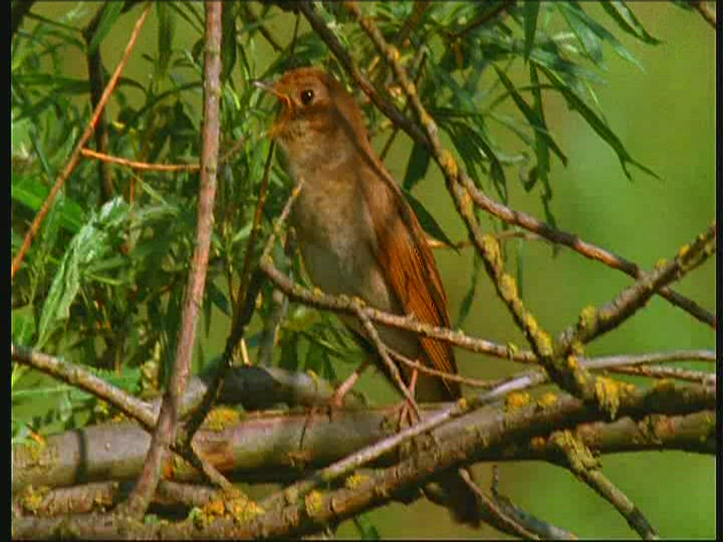 957165153 / Thrush Nightingale / Singing / Poland