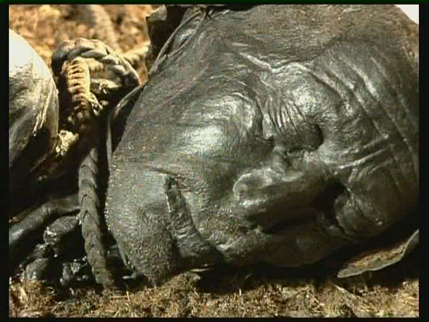 161315696 / Tollund Man / Bog Body / Denmark
