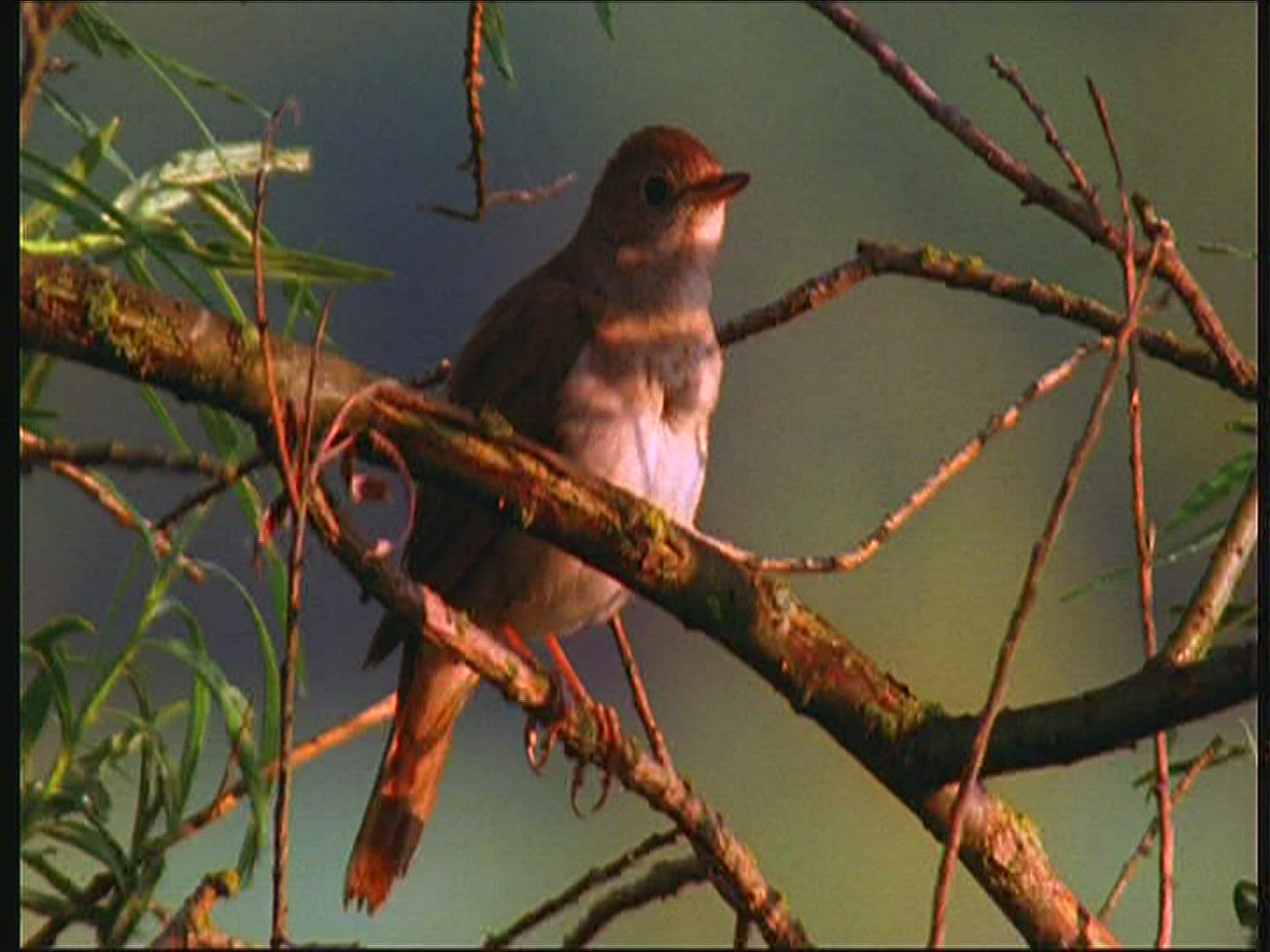 842513233 / Thrush Nightingale / Singing / Poland