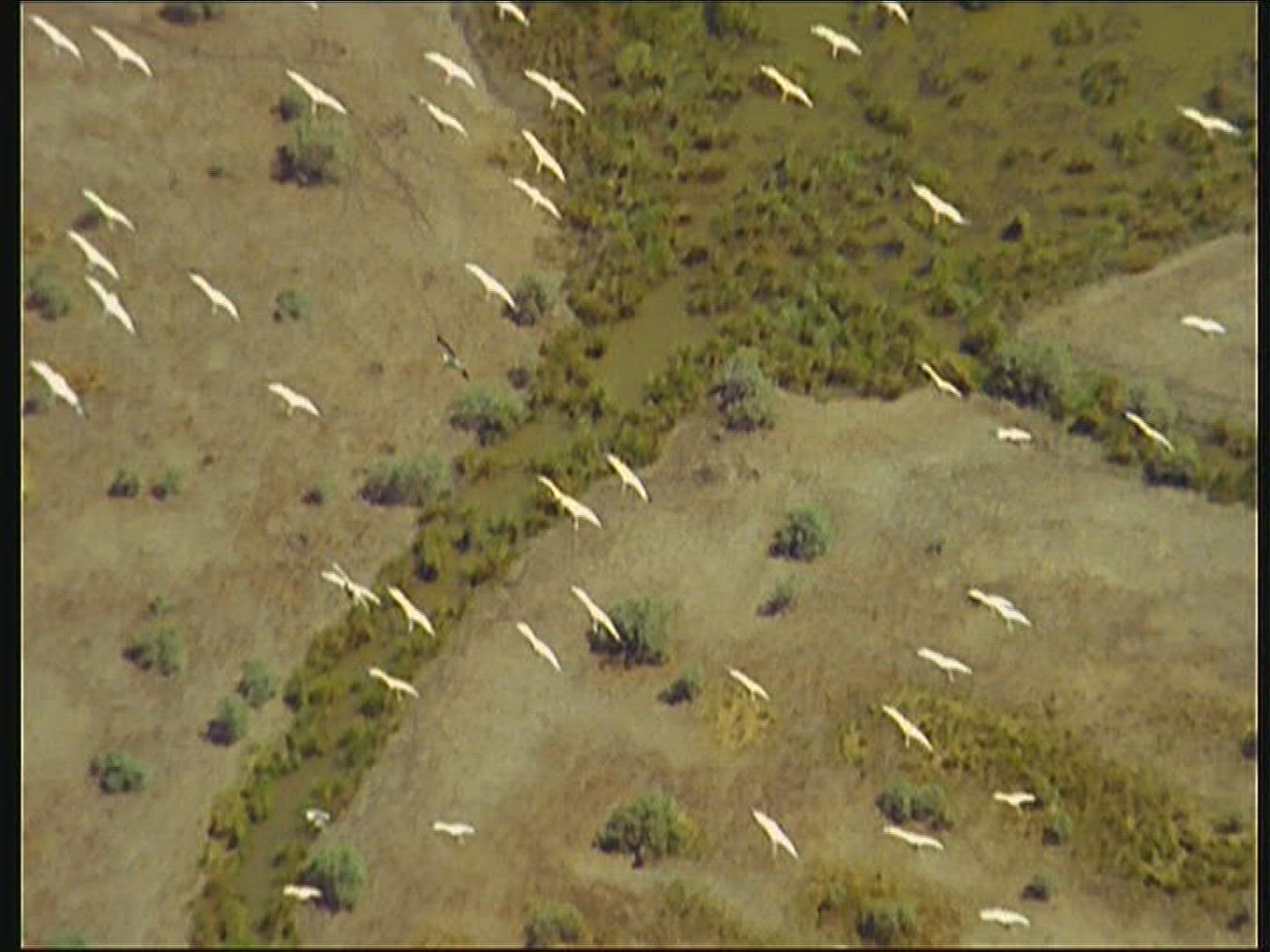 606012253 / Eastern White Pelican / Aerial / Senegal