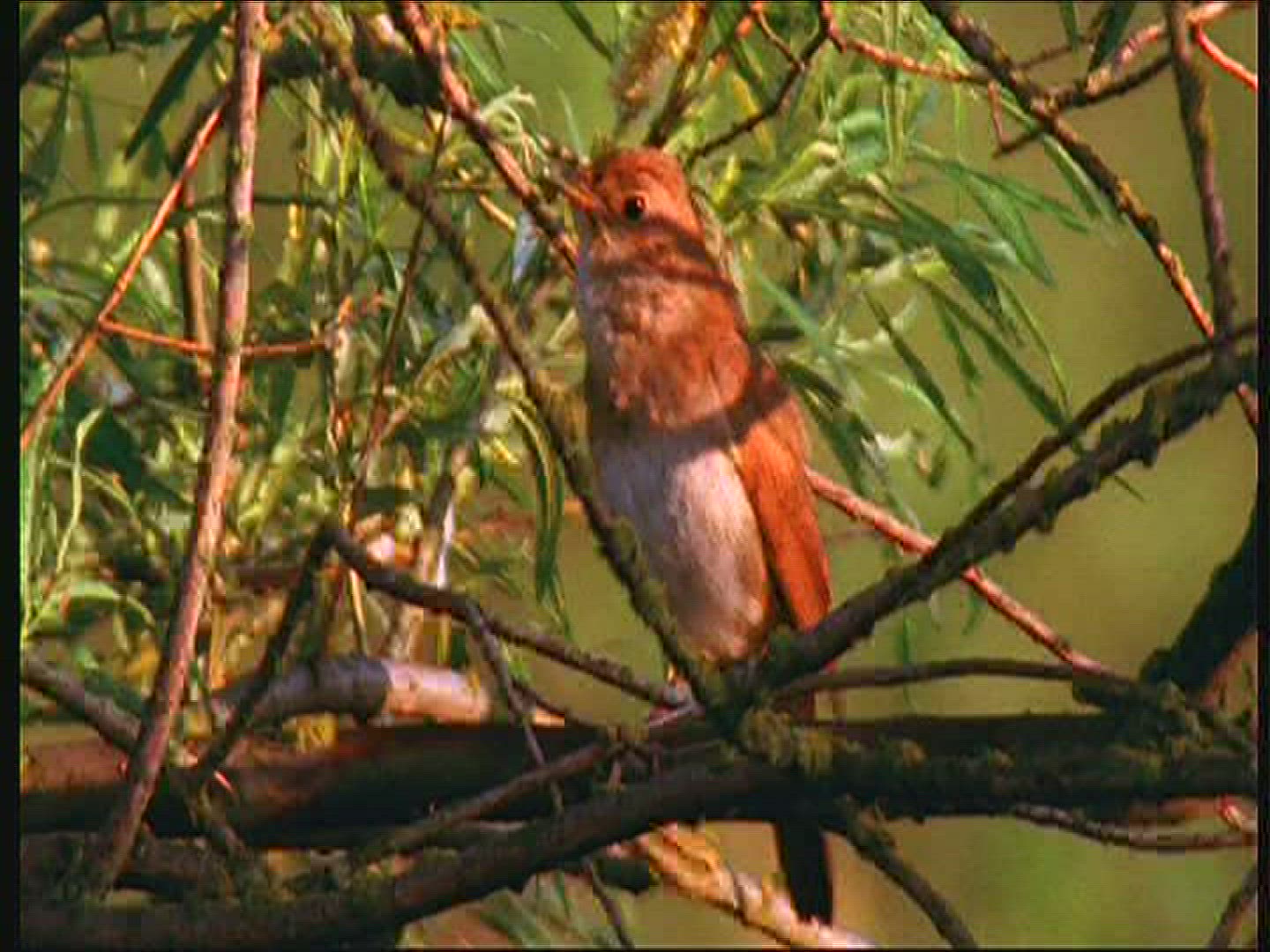 213616828 / Thrush Nightingale / Singing / Poland