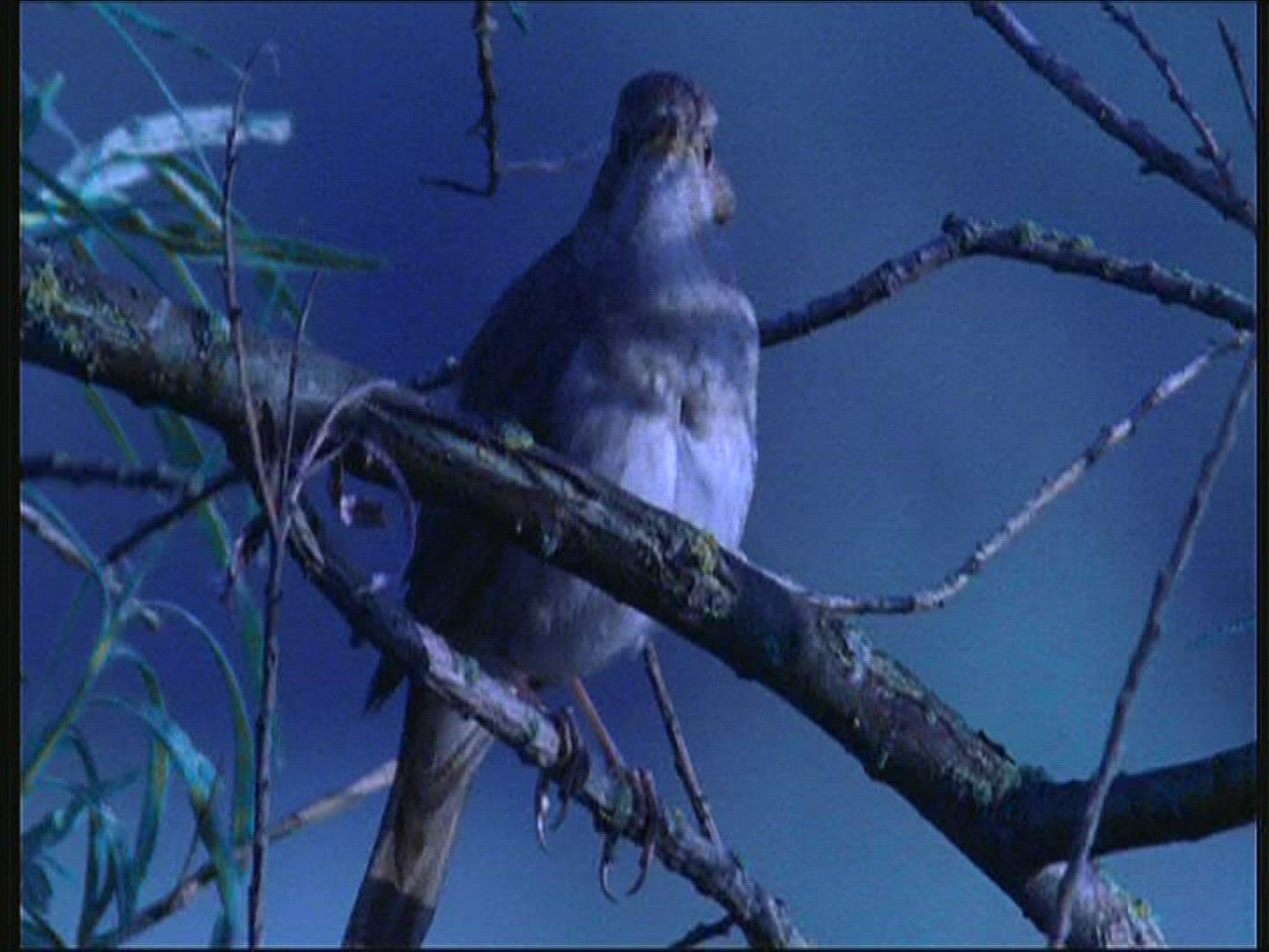 895406271 / Thrush Nightingale / Singing / Poland