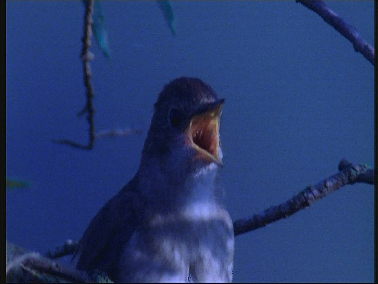 786246762 / Thrush Nightingale / Singing / Poland