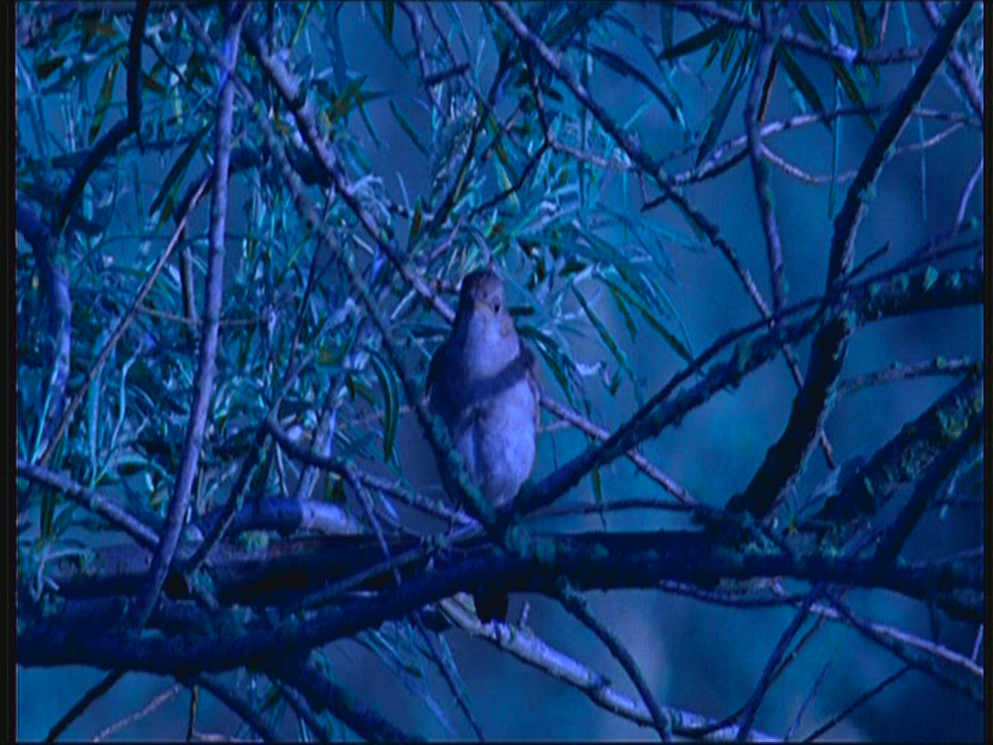 692388100 / Thrush Nightingale / Singing / Poland
