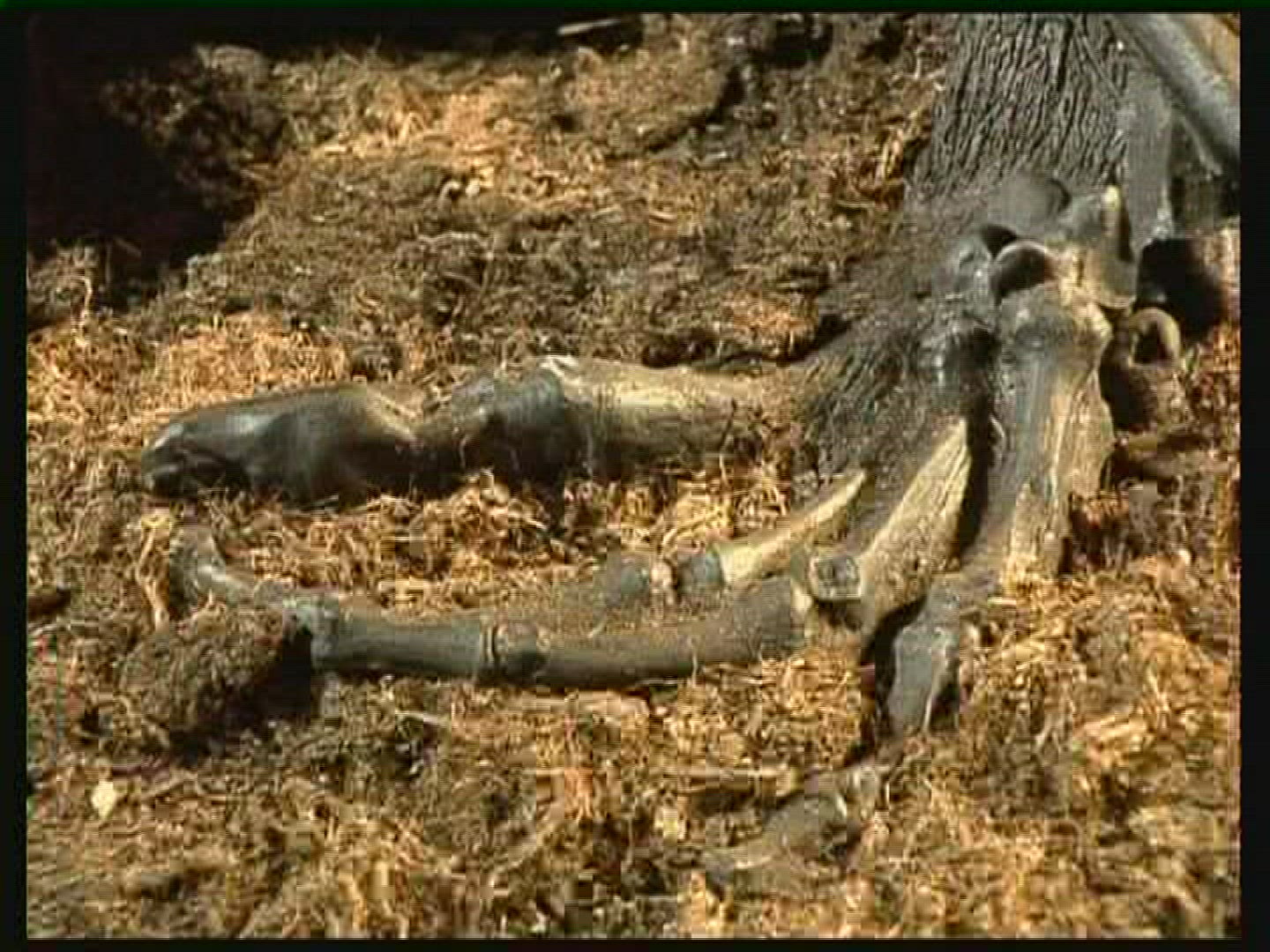 157031436 / Tollund Man / Bog Body / Denmark