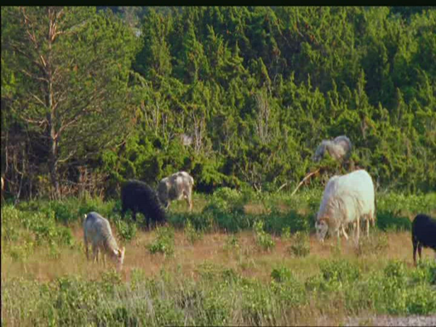 674099166 / Gotland Sheep / Pasture / Sweden