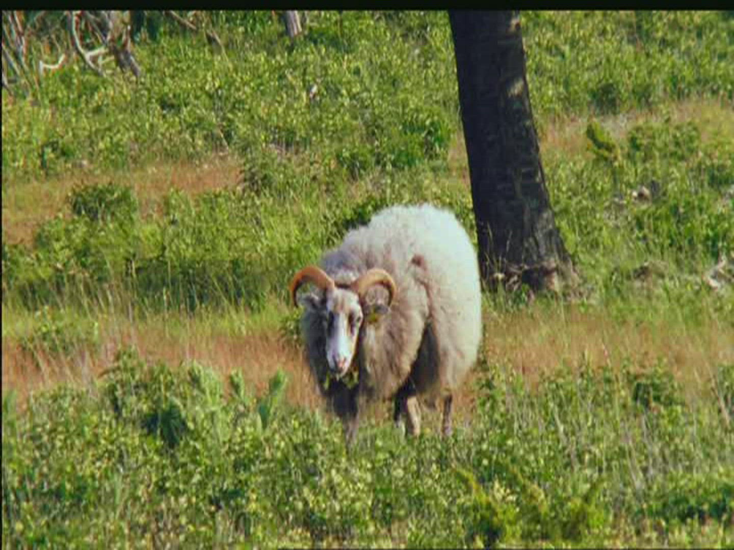 771712477 / Gotland Sheep / Pasture / Sweden