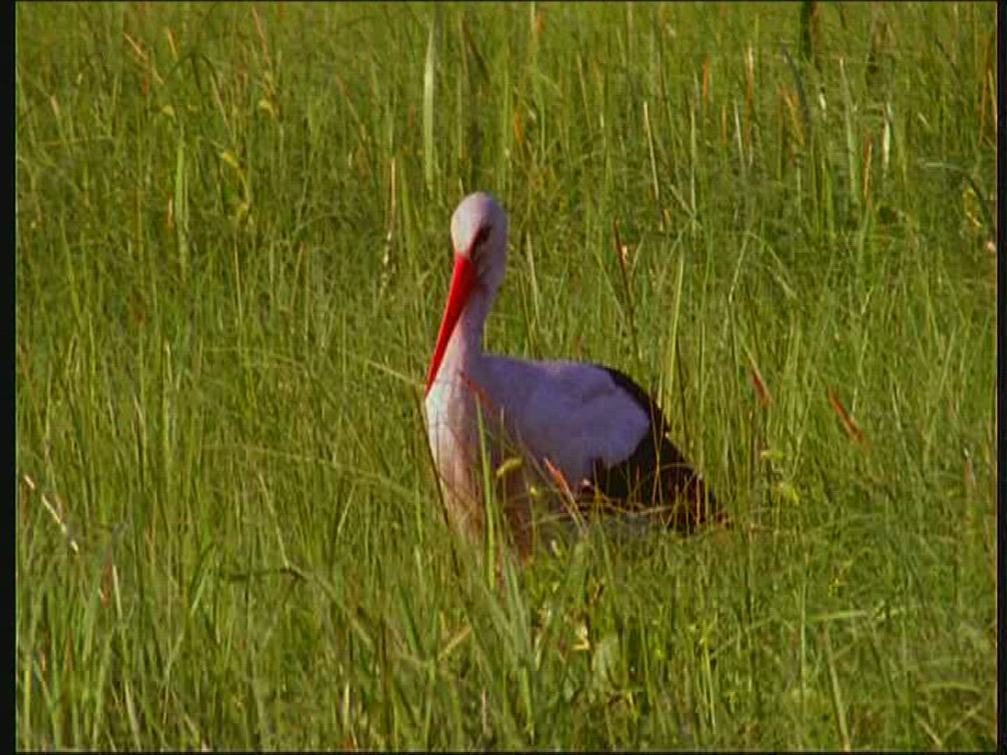 726974074 / White Stork / Eating / Poland