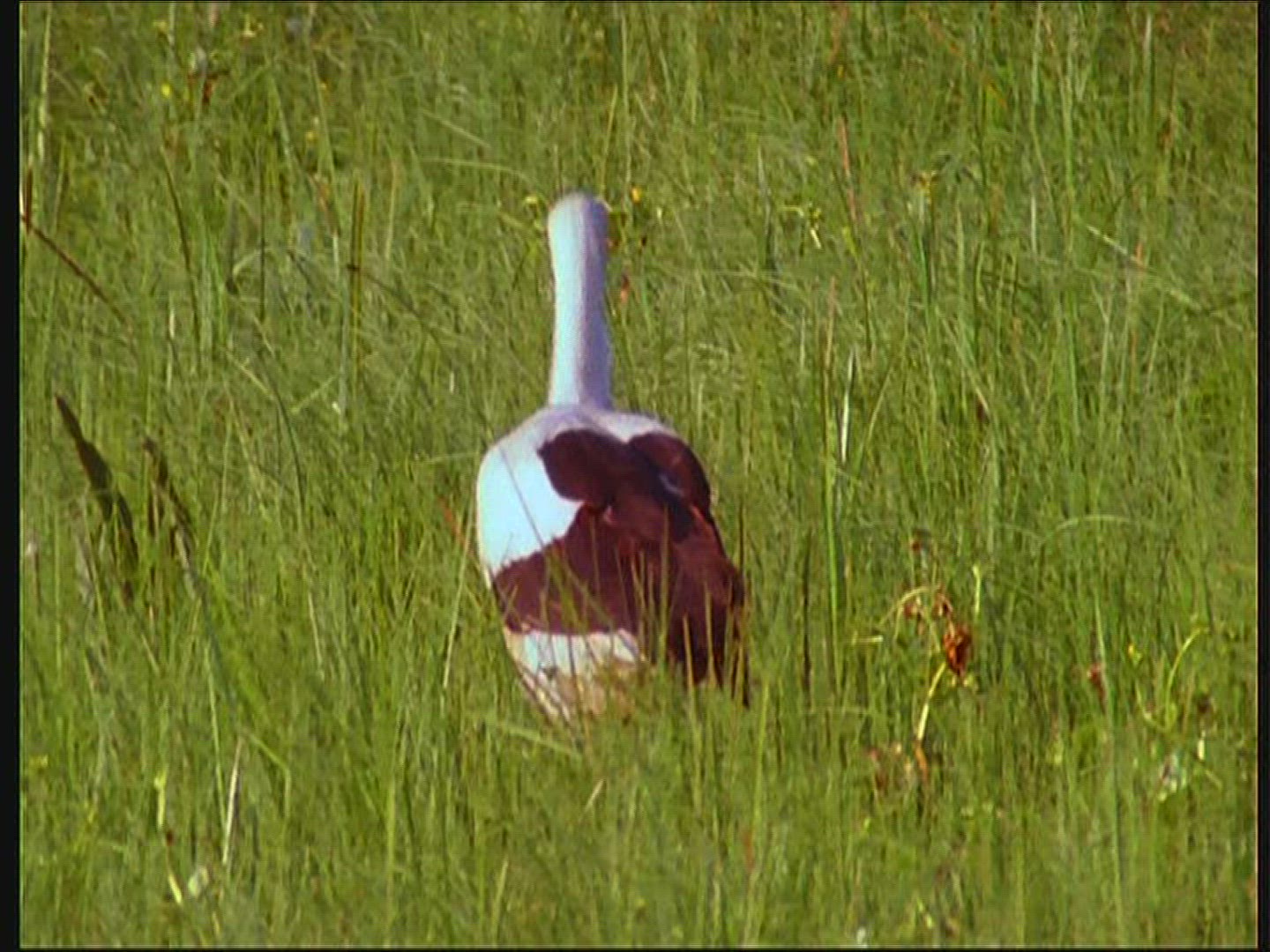 322944898 / White Stork / Eating / Poland