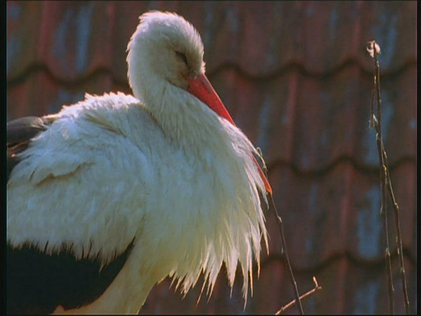398258976 / White Stork / Couple / Roof / Poland