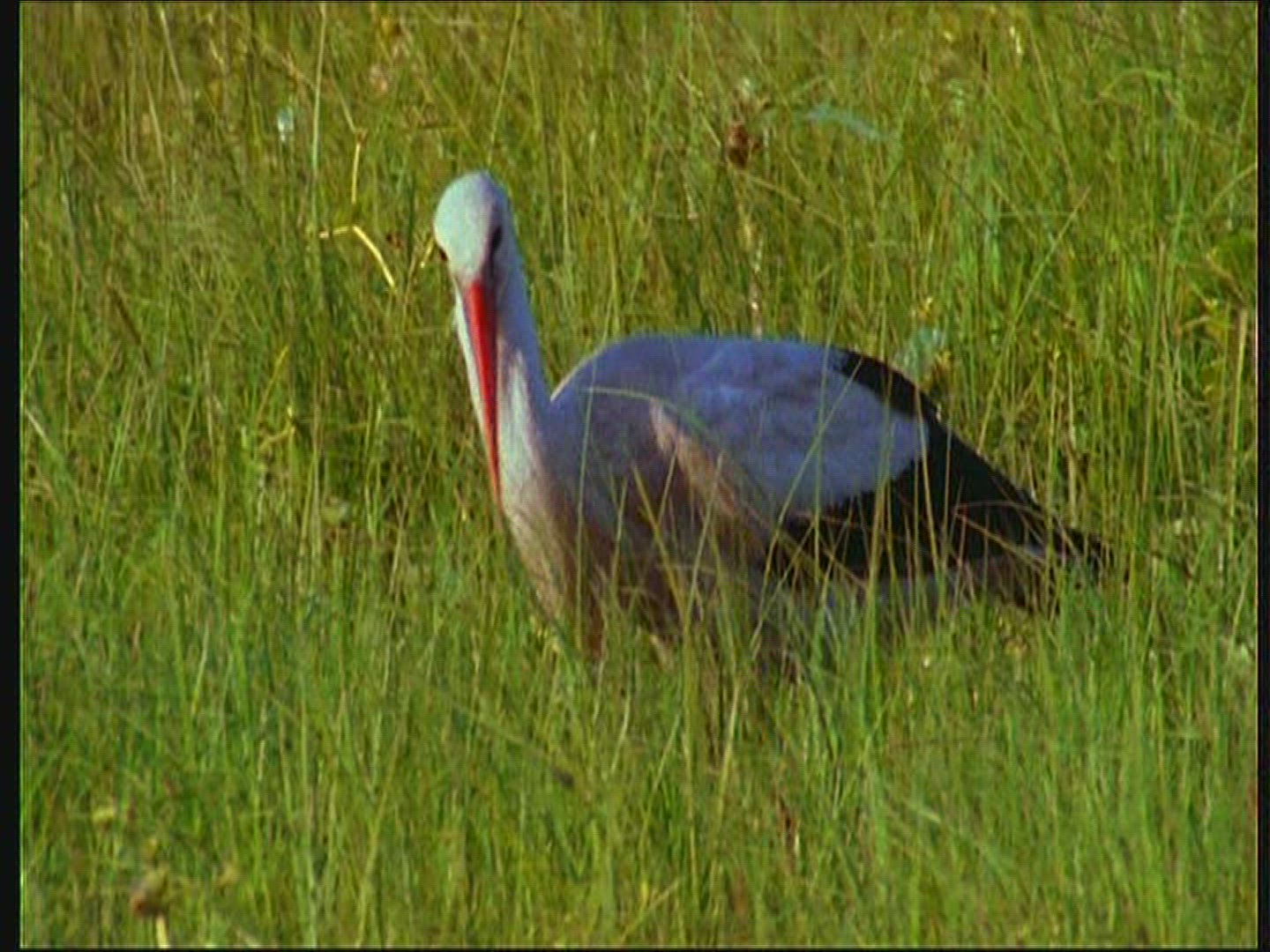 690735921 / White Stork / Eating / Poland