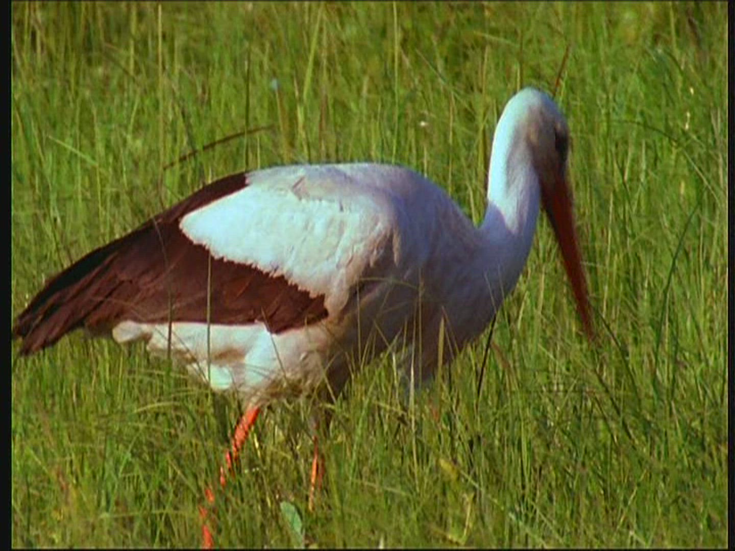 157893752 / White Stork / Eating / Poland