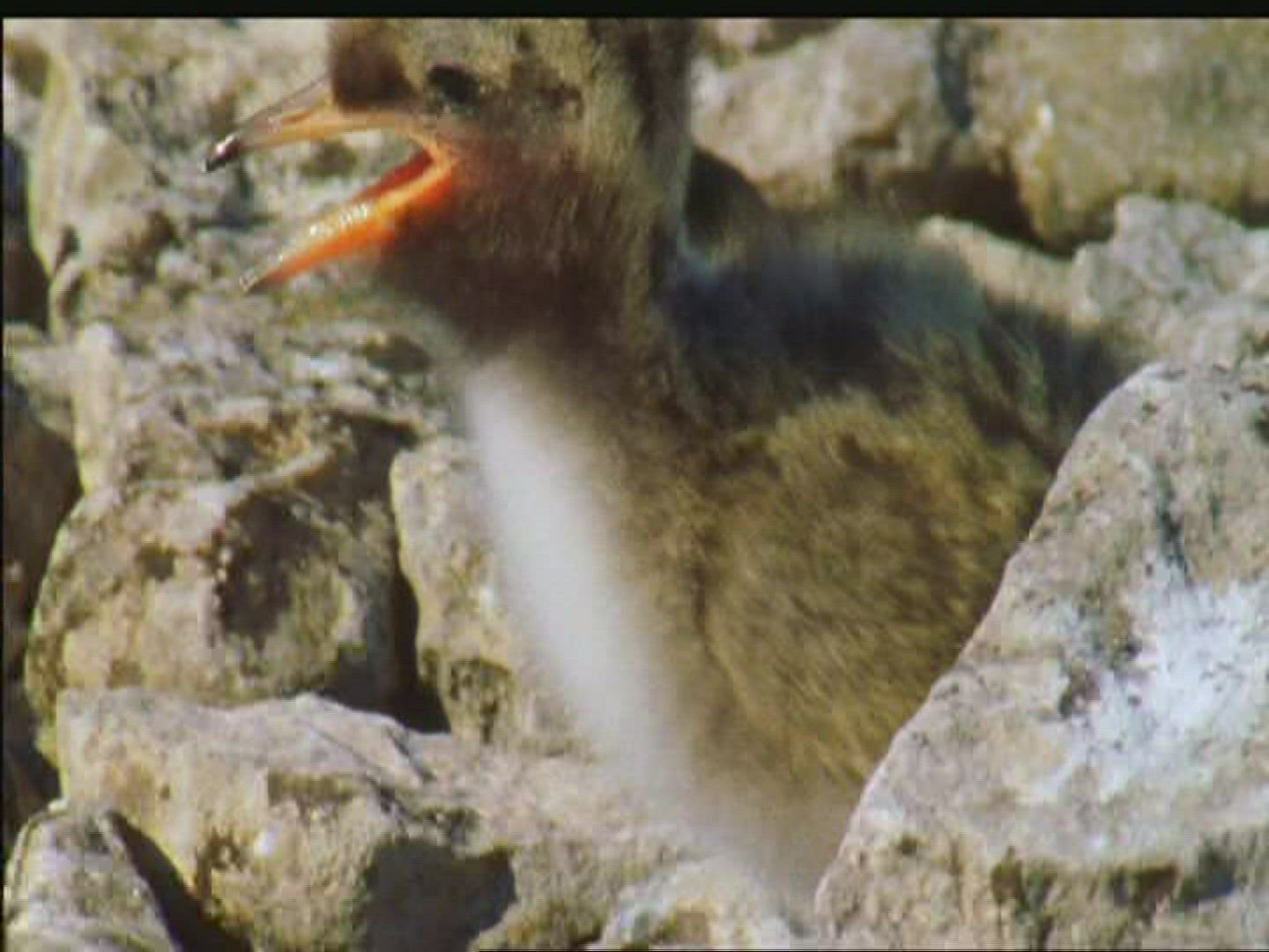 607479767 / Little Tern / Farö / Sweden