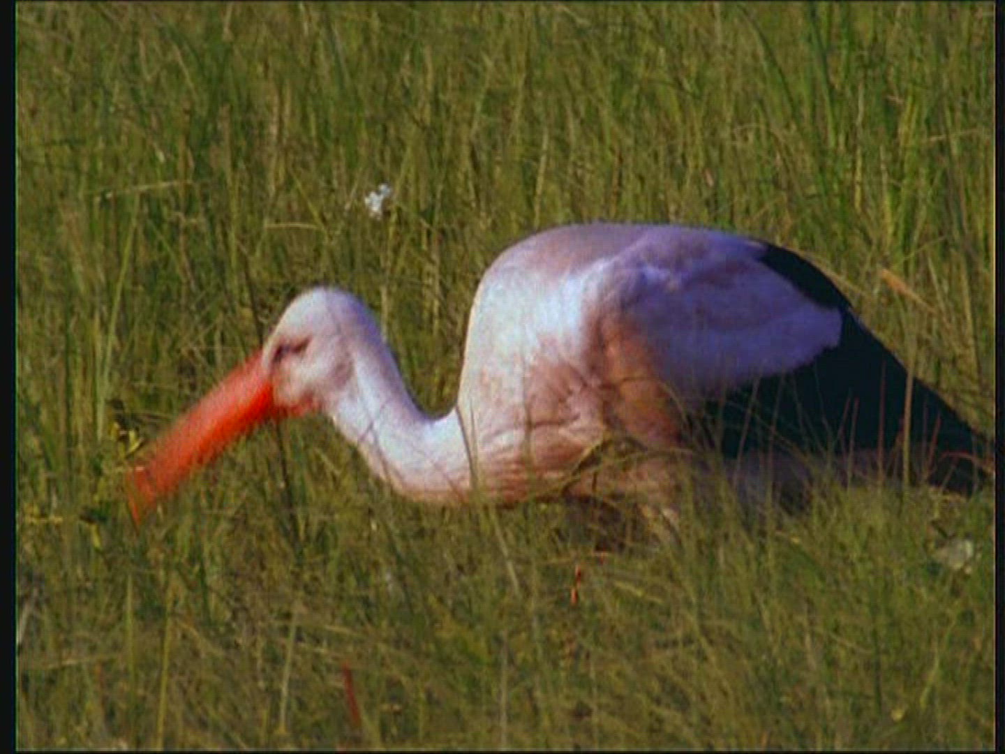 715789043 / White Stork / Eating / Poland