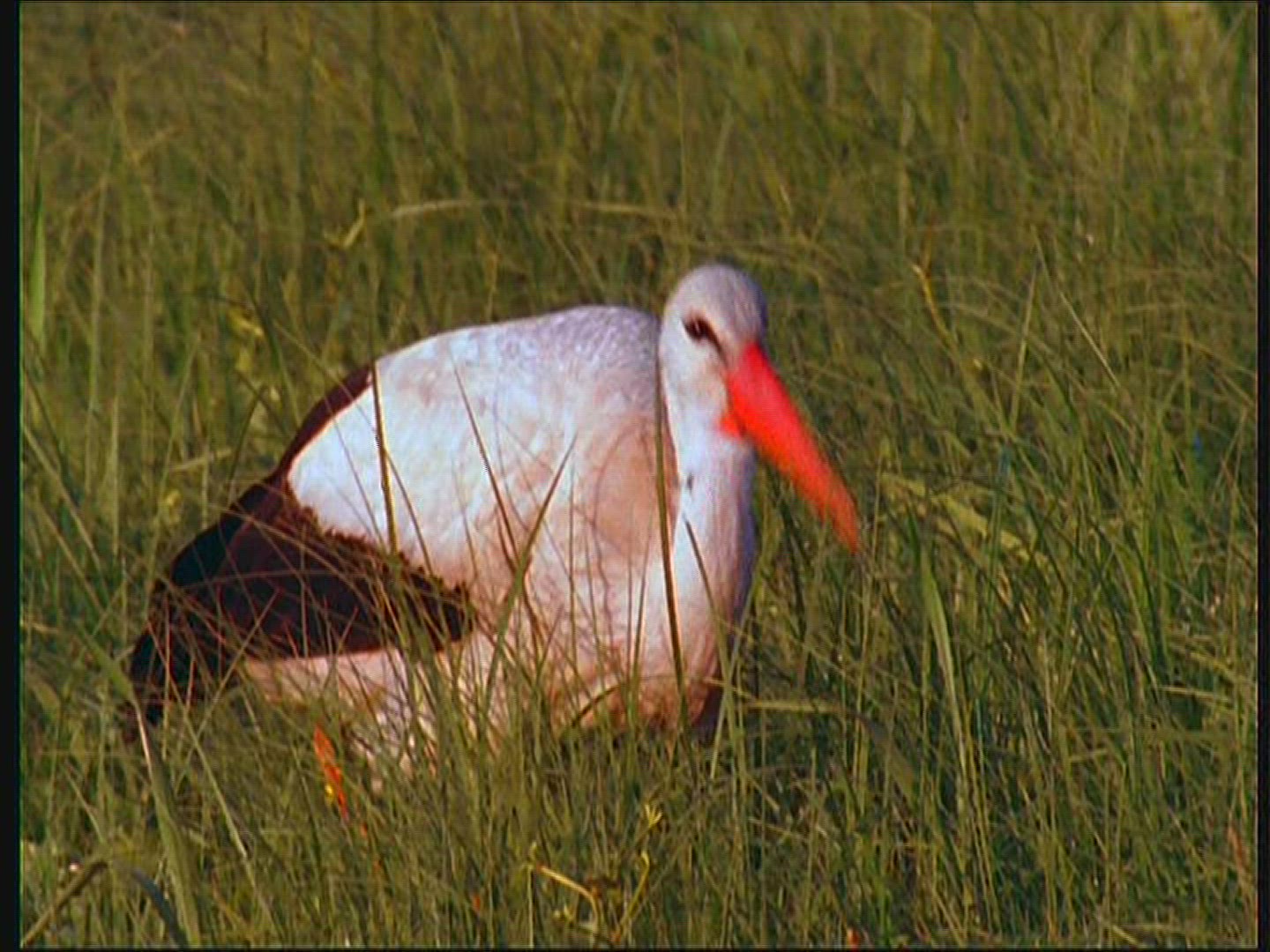 671737540 / White Stork / Eating / Poland