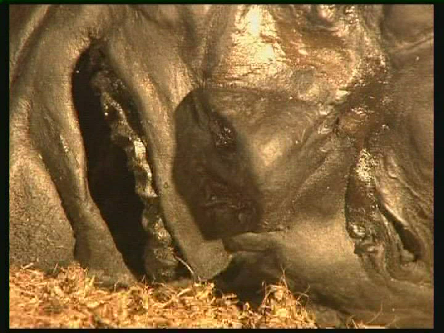 661287587 / Grauballe Man / Bog Body / Denmark