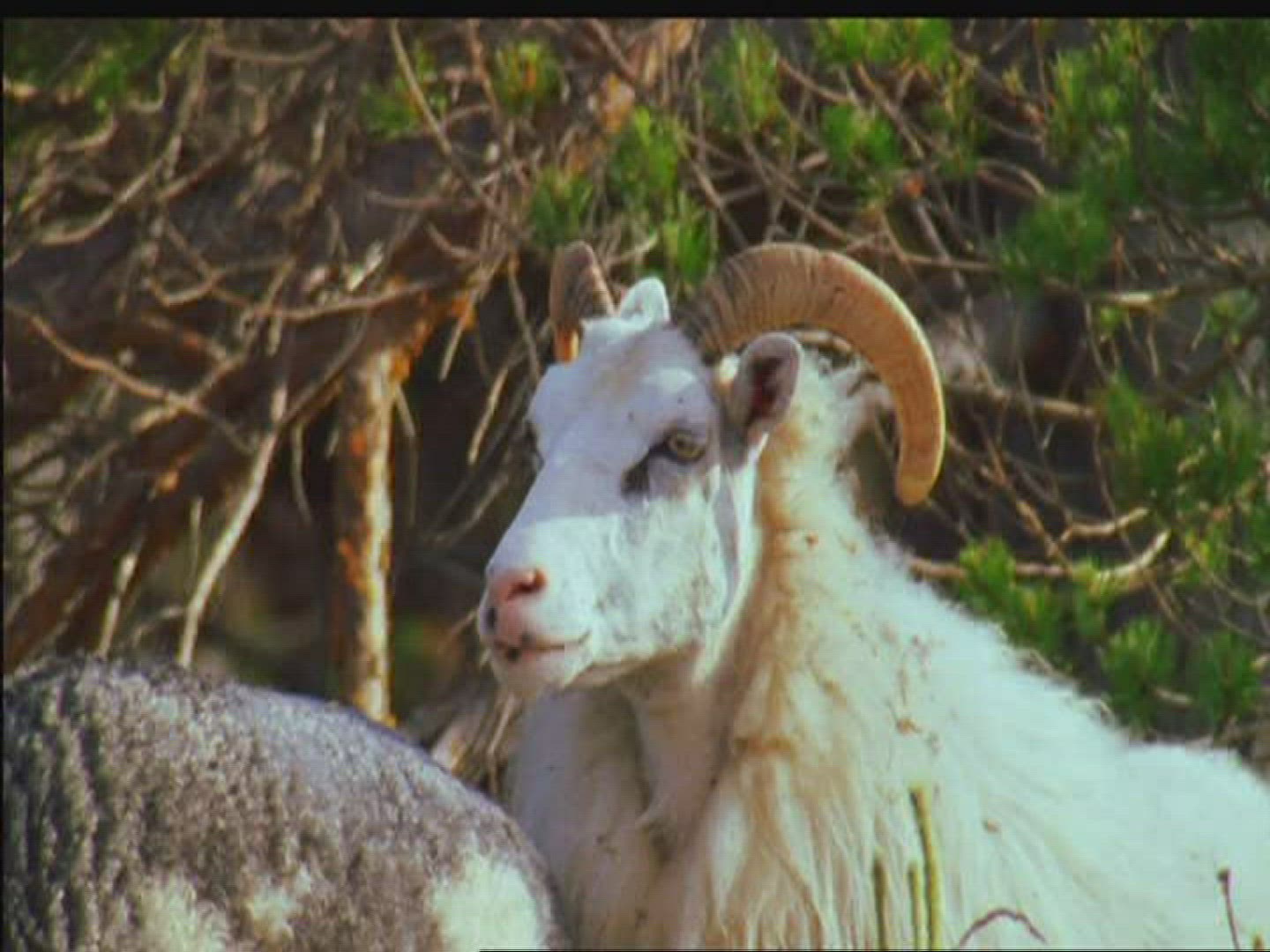 290174039 / Gotland Sheep / Pasture / Sweden