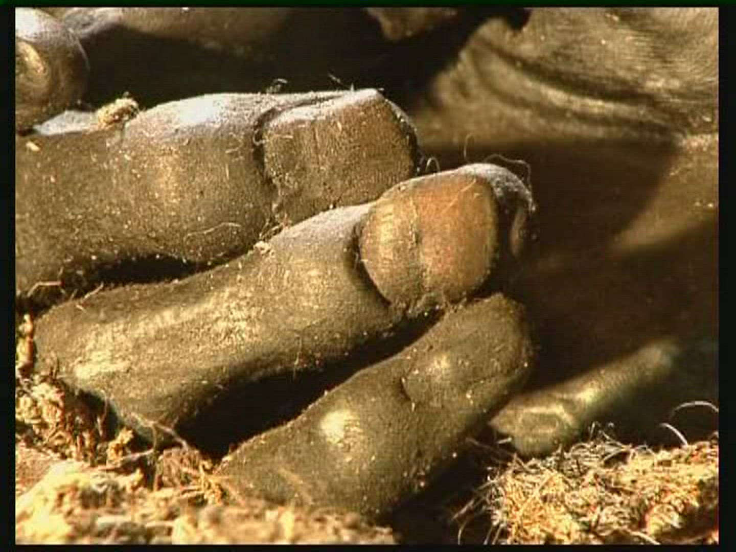168843877 / Grauballe Man / Bog Body / Denmark