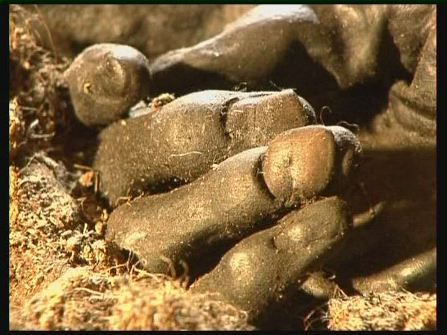 251079938 / Grauballe Man / Bog Body / Denmark